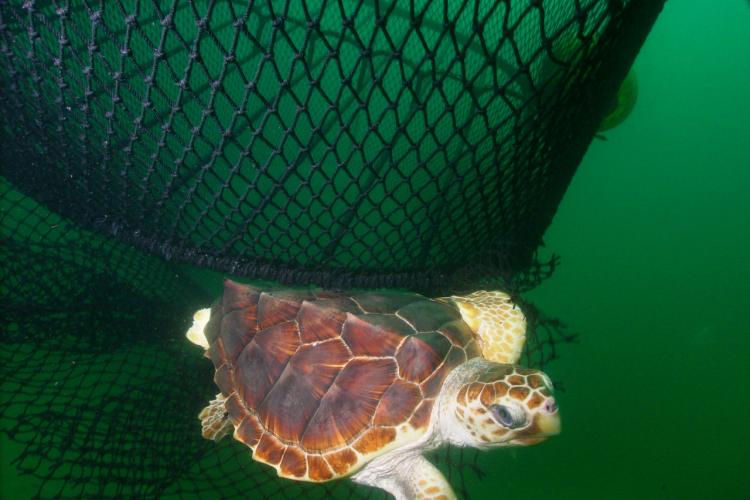 Close-up of a loggerhead turtle swimming away and escaping from a black net with a turtle excluder device.