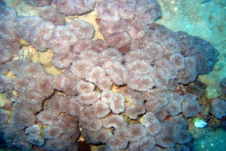 750x500-Euphyllia-paradivisa-coral.jpg