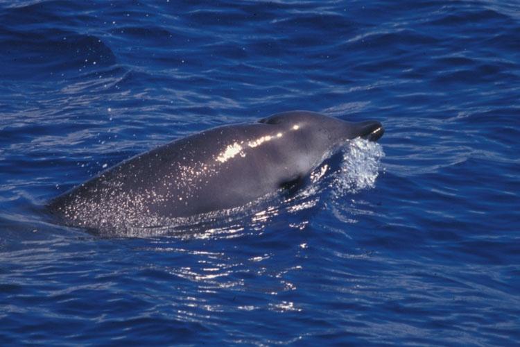 Gervais' beaked whale at the surface.