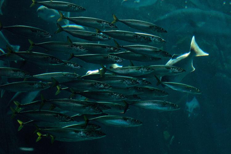 School of blue-green, silvery Pacific chub mackerel fish swimming together in dark waters.