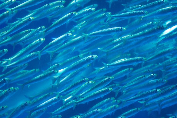 School of many small, spotted, blue sardine fish swimming.