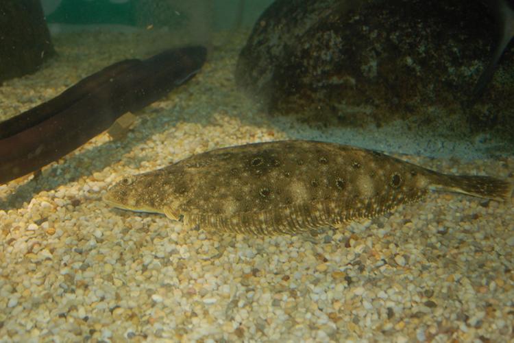 Brown and tan spotted summer flounder resting on pebbles. 