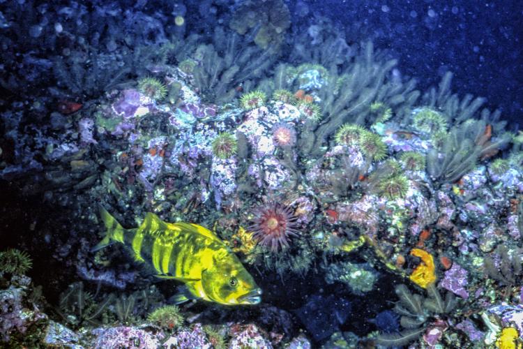 Yellow fish swimming near coral 