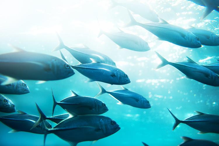 School of skipjack tuna fish swimming in bright blue, sunlight-dappled water. 