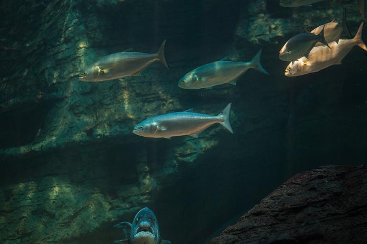 Multiple blue and silver bluefish swim in a rocky environment around other fish.