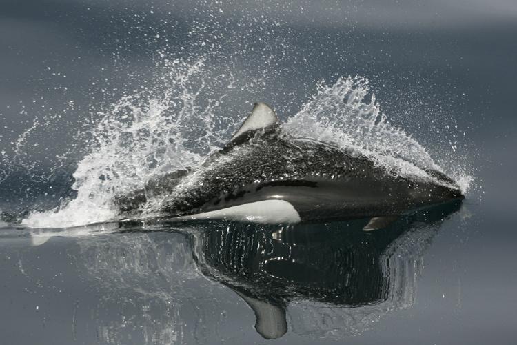 Action shot of a dall's porpoise jumping out of water. Head and tail are in the water. Black torso, white side patch, and dorsal fin are visible.