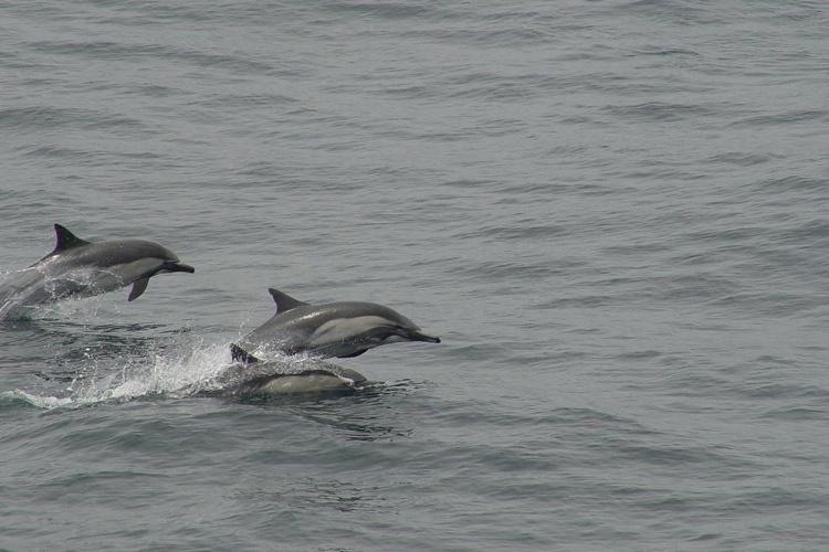 Group of three long-beaked common dolphins swimming and jumping out of ocean water.