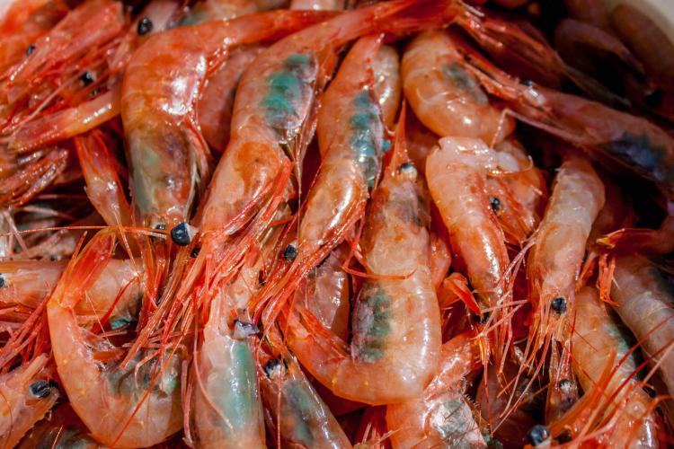 Pile of many Atlantic northern shrimp with big black eyes and orange-red coloring.