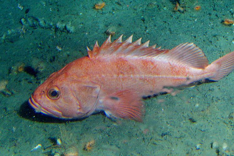 Orange fish at the bottom of the seafloor swimming