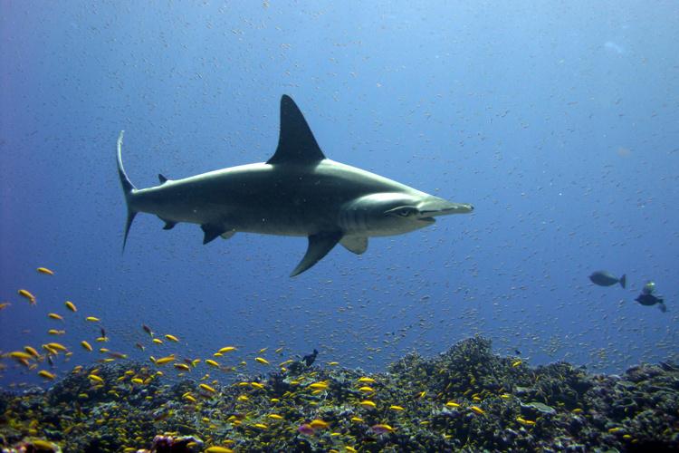 Side profile photo of a scalloped hammerhead shark swimming in blue waters with yellow and purple fish swimming below and around.