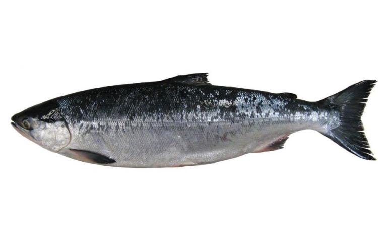 Large gray fish against a white background 