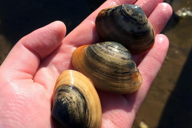 Three yellow and black Atlantic surfclams held in a person's open hand.