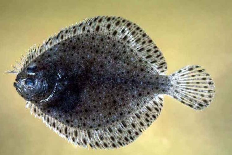 Dark, spotted, left-eyed windowpane flounder fish photographed against a yellow background. 