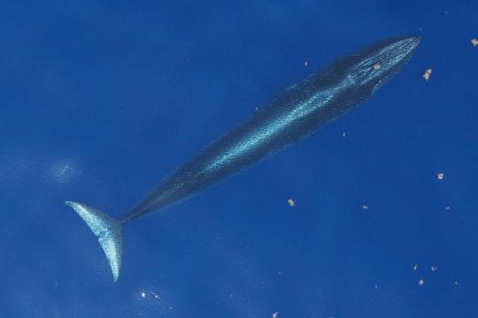 A Gulf of Mexico Bryde’s whale just under the surface of the water. Photo: NOAA Fisheries NMFS ESA/MMPA Permit No. 21938. 