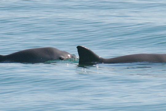 Photograph of a mother vaquita and her calf surfacing in the waters off San Felipe, Mexico. As recently as Fall 2021 vaquitas were seen with calves. Credit: Paula Olson, 2008.