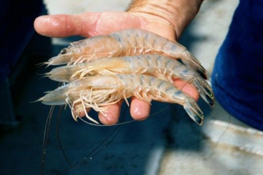 Penaeid shrimp, which is a white, semi-transparent shrimp are one of the most valued species in the Gulf of Mexico. Credit: NOAA Fisheries