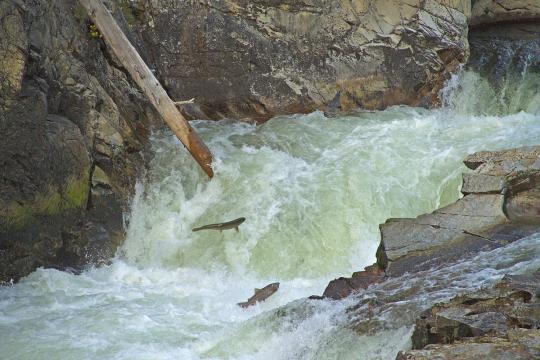 Two salmon jumping out of the stream and foamy waterfall as they migrate upstream