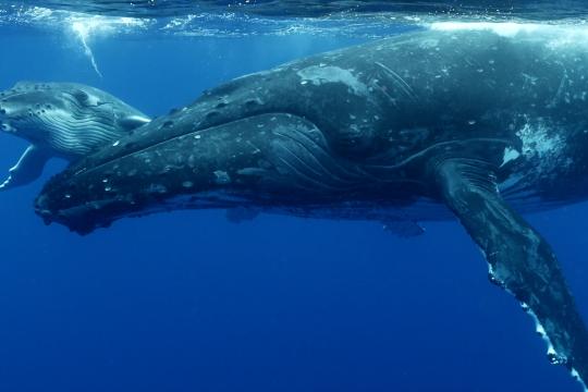 Two humpback whales swimming underwater. The water is very blue, and the surface is visible just above their heads.