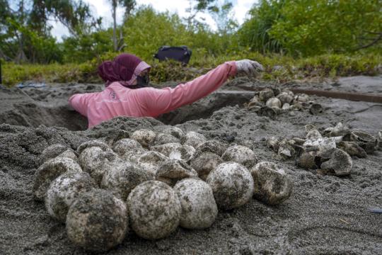Project staff standing in a sand hole removing nested turtle eggs and placing them on the top surface to count.