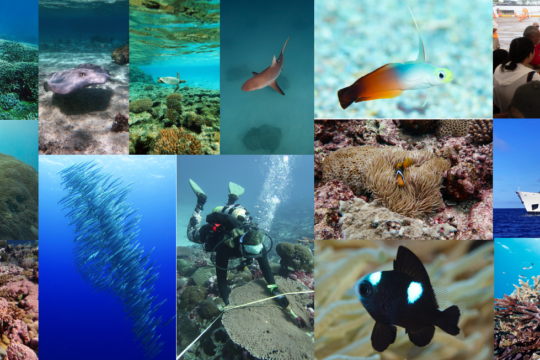 A collage of photos shows schools of fish, vibrant reefs, scuba divers laying transects, and scientists sharing information with the public. 