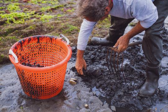 A man in boots dig for clams in the mud next to an orange bucket.
