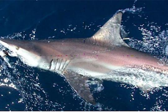 Shark in the water with a tag next to its first dorsal fin. 
