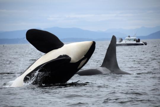 A black and white Southern Resident killer whale leaping out of the water. The fin of another whale is visible and a boat and mountains are in the background.