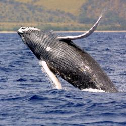 250x250-humpback-whale-noaa.jpg