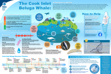 Poster on the decline of Cook Inlet beluga whale population