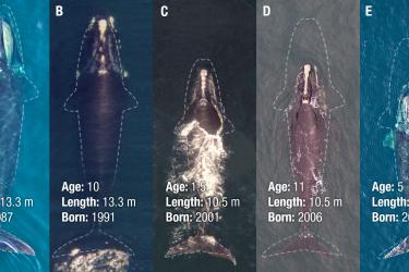 An image of five North Atlantic right whales showing decreasing size of whales born from 1987 to 2011.
