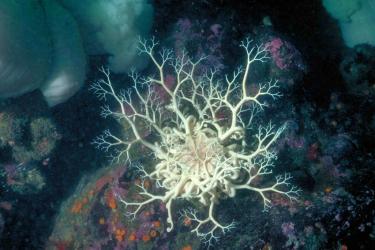 Photo of a cream-colored basket star with delicate, lacy arms extended over a rock encrusted with colorful orange and purple animals on the Alaska seafloor.