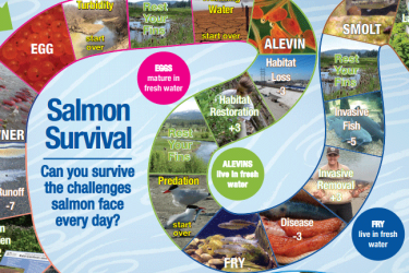 salmon survival board game 