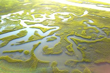 An aerial view of a patchwork of grassy wetlands on open water. Credit: Hank Carter.