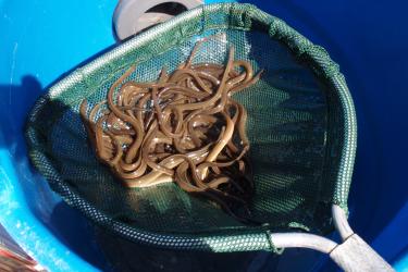 Young American eels in a handheld net suspended over a holding tank. There are about 50 eels, and each one is between 100 and 200 millimeters in length. Credit: Dominion Energy