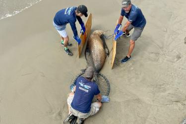 three men with control a netted california sealion on sand