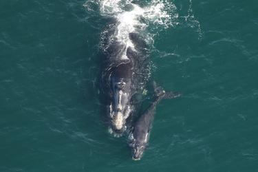 North Atlantic right whale Pediddle and calf.