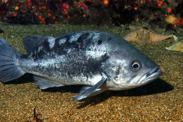 A gray and black fish with a silver sheen swims just above a sandy aquarium bottom