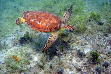 Sea turtle swims above sea grass