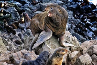 Fur seal on top of rock with two baby seals beneath it