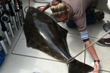 A sampler with the California Department of Fish and Wildlife measures a Pacific halibut.