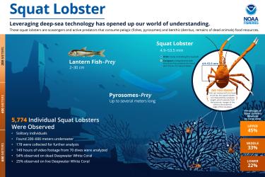 Infographic of squat lobsters and their ecosystem.