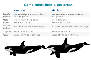  Cómo identificar a las orcas