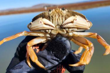 Dungeness crab held in a gloved hand