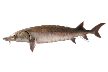 A color drawing of an Atlantic sturgeon