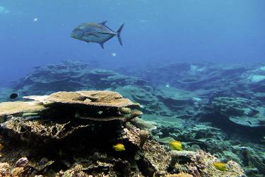 A Bluefin trevally swims past table coral colonies at Johnston Atoll in the Pacific Remote Islands Marine National Monument.