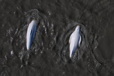 750x500-cook-inlet-beluga-whales-2017.jpg