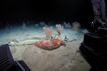 Precious red coral underwater.