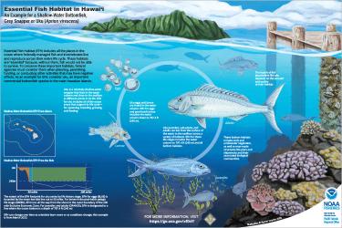 Poster depicting the uku lifecycle and the EFH footprint in the main Hawaiian Islands. 