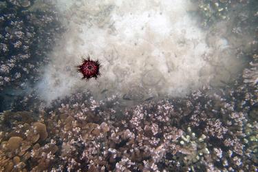 A sea urchin floats in the water, heading for coral.