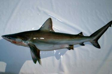 bignose shark.jpg